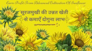 Read more about the article सूरजमुखी की उन्नत खेती | Advanced Cultivation Of Sunflower |