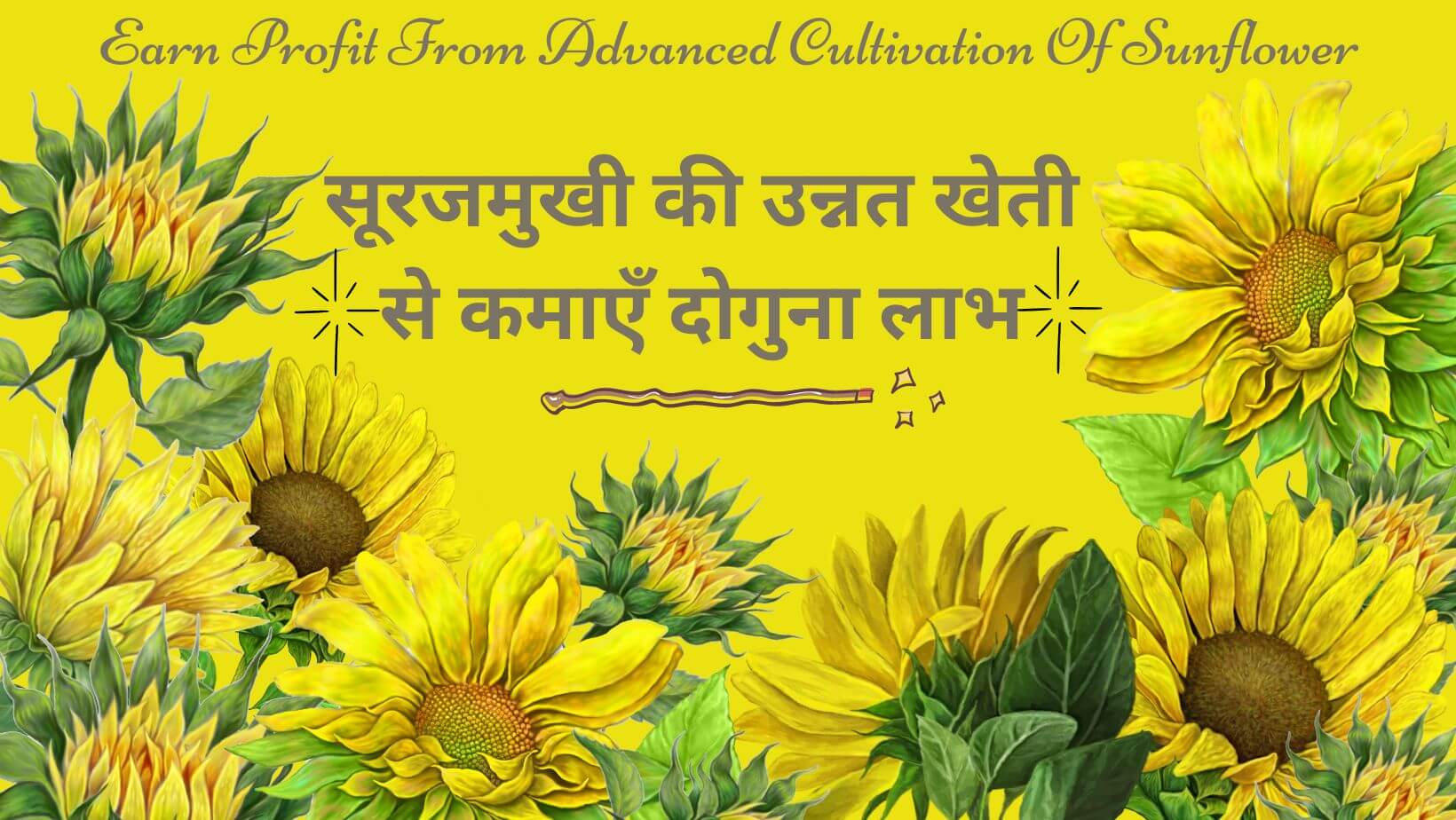 Read more about the article सूरजमुखी की उन्नत खेती | Advanced Cultivation Of Sunflower |