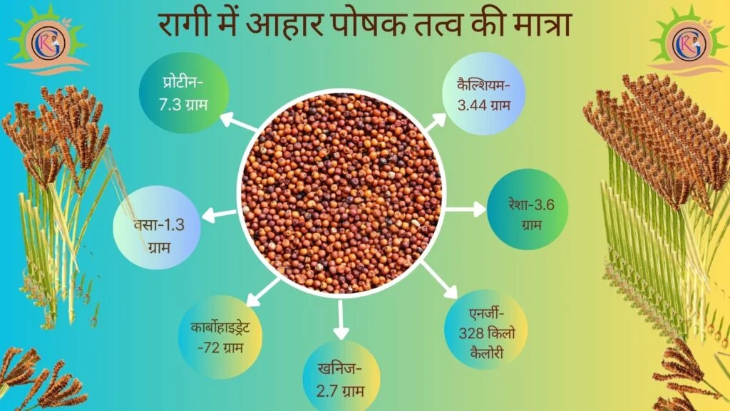Ragi ki kheti |रागी की खेती, कब और कैसे करें | Finger milets | 1 Ragi Ki Kheti