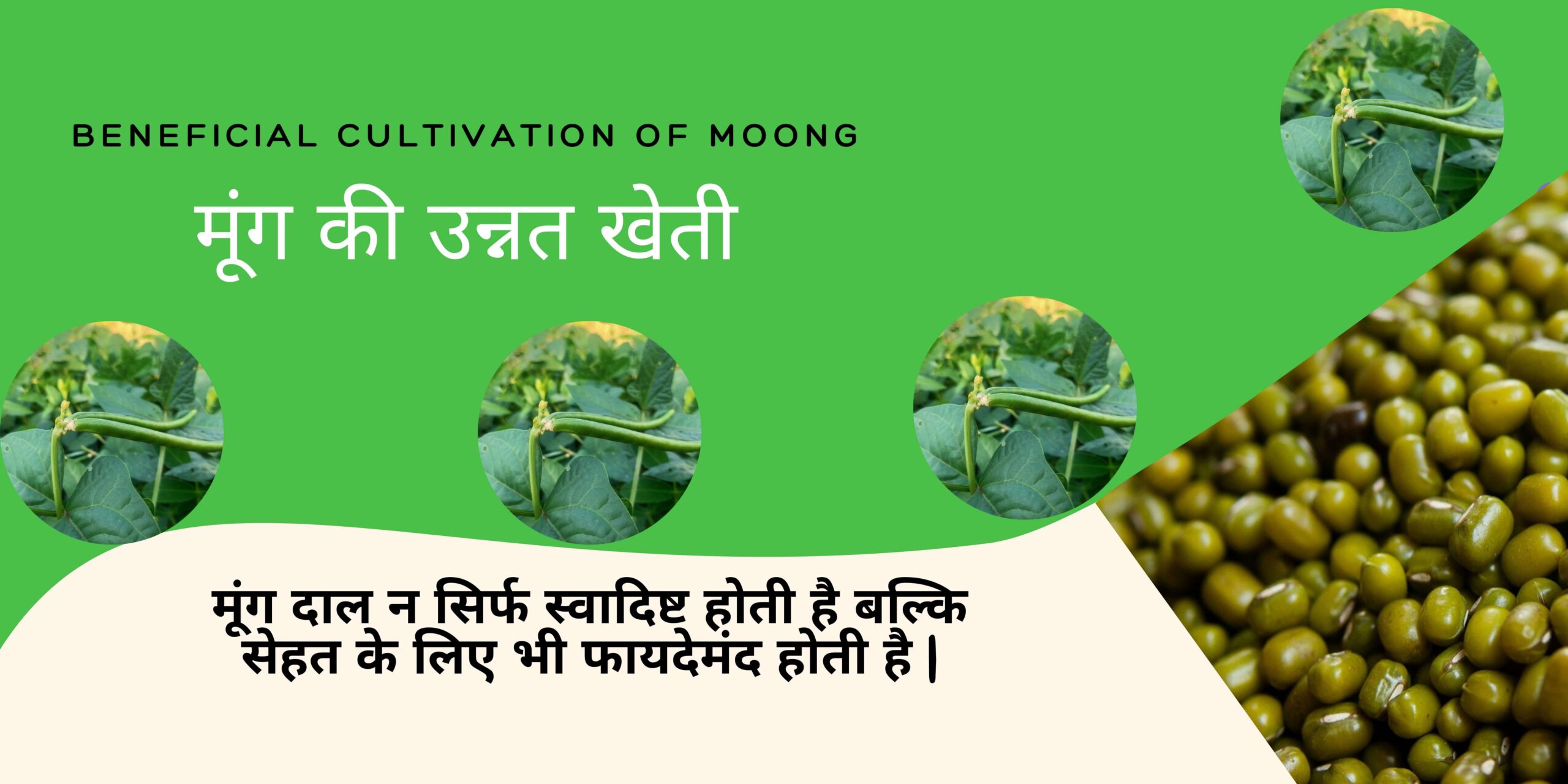 Read more about the article Moong ki unnat kheti 2023 | moong been farming in hindi |