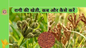 Read more about the article Ragi ki kheti |रागी की खेती, कब और कैसे करें | Finger milets |