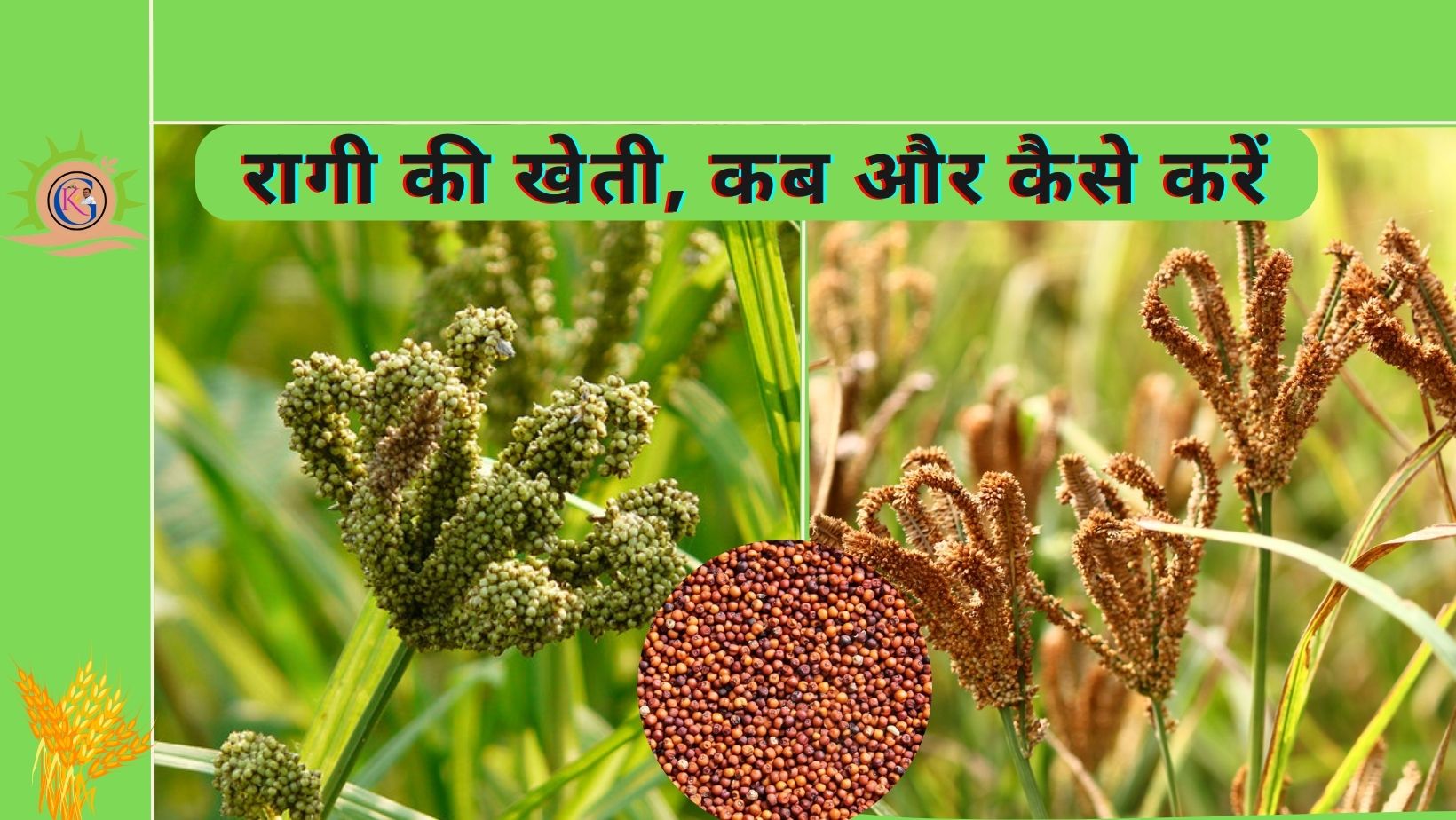 Read more about the article Ragi ki kheti |रागी की खेती, कब और कैसे करें | Finger milets |