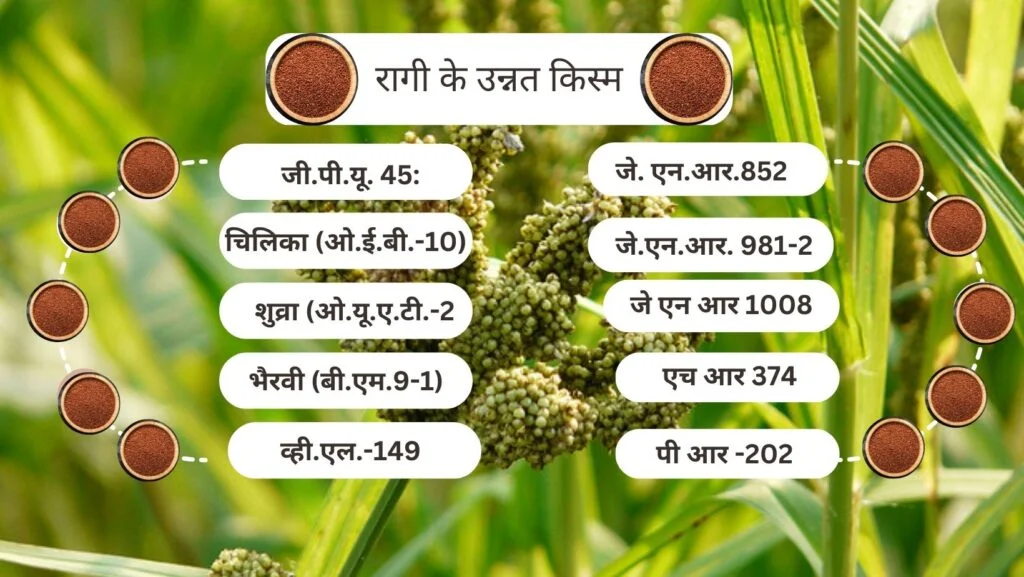 Ragi ki kheti |रागी की खेती, कब और कैसे करें | Finger milets | 2 रागी के उन्नत किस्म-https://krishigyantech.in/