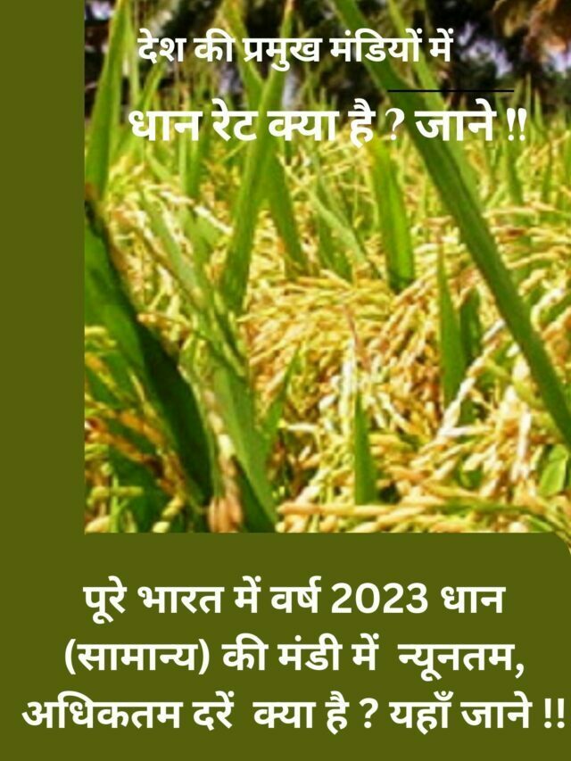 Read more about the article paddy market rates in india 2023.