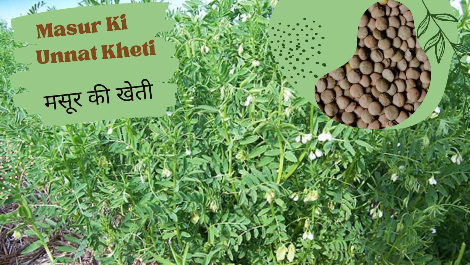 Read more about the article masur ki unnat kheti |मसूर की खेती |