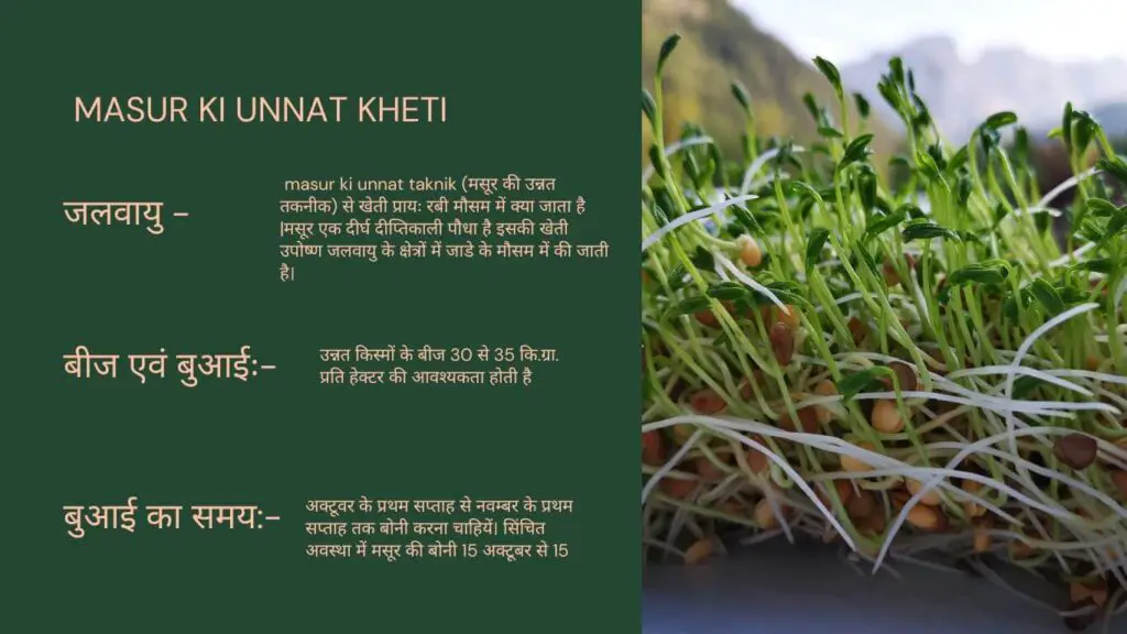 masur ki unnat kheti |मसूर की खेती | 1 masur ki unnat kheti