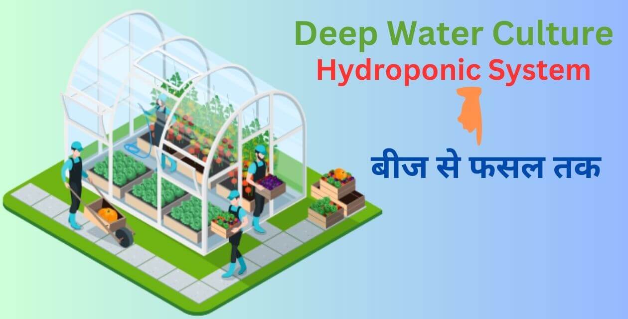 Read more about the article Deep Water Culture Hydroponic Systems | डीप वॉटर कल्चर हाइड्रोपोनिक्स सिस्टम:बीज से फसल तक |