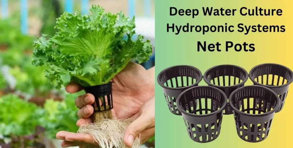 Deep Water Culture Hydroponic Systems | डीप वॉटर कल्चर हाइड्रोपोनिक्स सिस्टम:बीज से फसल तक | 4 Deep Water Culture Hydroponic Systems
