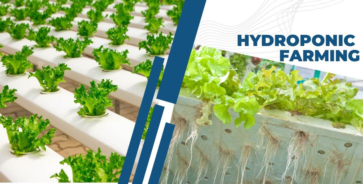 Read more about the article Hydroponic Farming:बिना मिट्टी के खेती | सुबह लगाए सब्जी और शाम कमाए मनी |