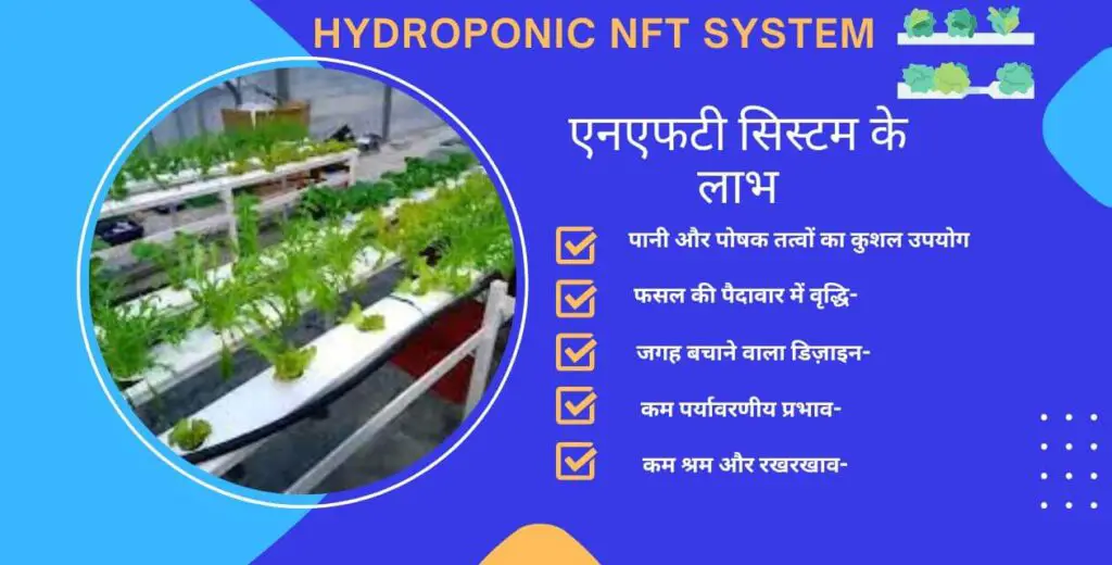 hydroponic NFT system : sabji utpadan ke naye tarika 2 Hydroponic nft system