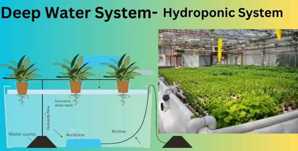Hydroponic Farming:बिना मिट्टी के खेती | सुबह लगाए सब्जी और शाम कमाए मनी | 2 Hydroponic system-Deep Water System