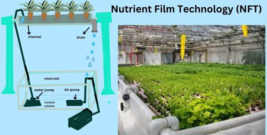 Hydroponic Farming:बिना मिट्टी के खेती | सुबह लगाए सब्जी और शाम कमाए मनी | 3 Nutrient Film Technology (NFT)-hydroponic system
