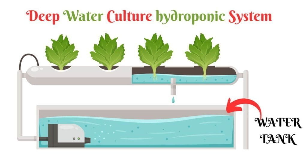 Deep Water Culture Hydroponic Systems | डीप वॉटर कल्चर हाइड्रोपोनिक्स सिस्टम:बीज से फसल तक | 2 Deep Water Culture hydroponic System