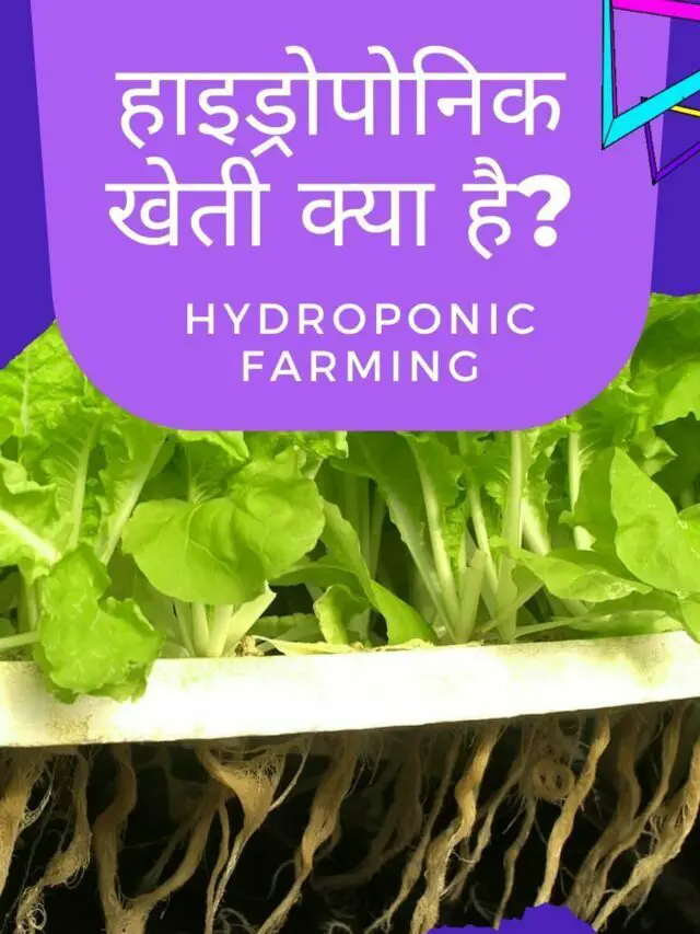 hydroponic farming