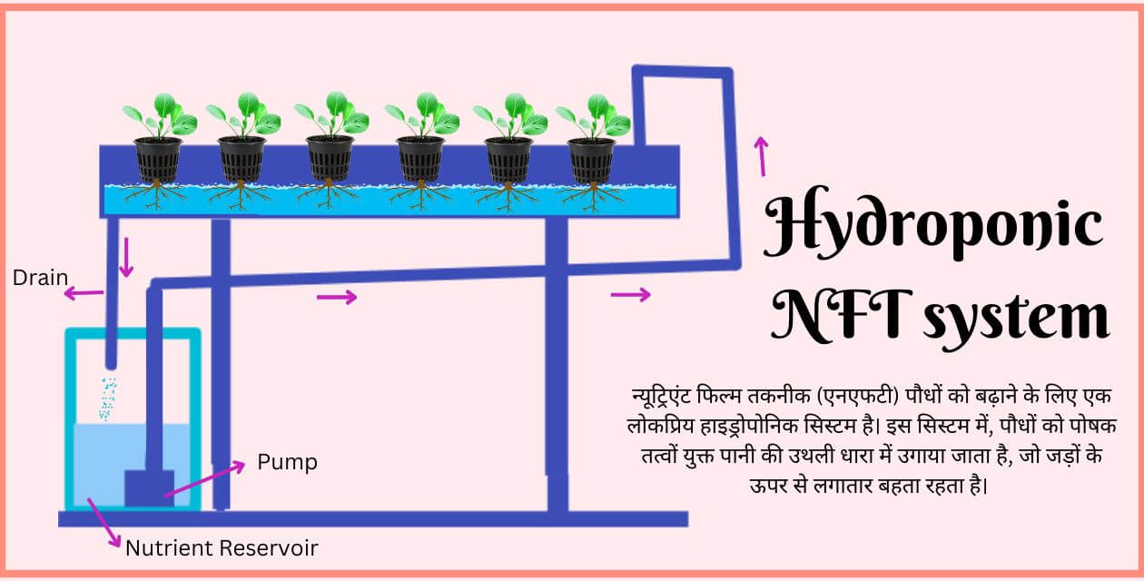 Read more about the article hydroponic NFT system : sabji utpadan ke naye tarika