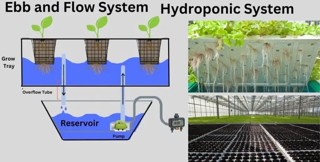 Hydroponic Farming:बिना मिट्टी के खेती | सुबह लगाए सब्जी और शाम कमाए मनी | 5 hydroponic system-Ebb and Flow System