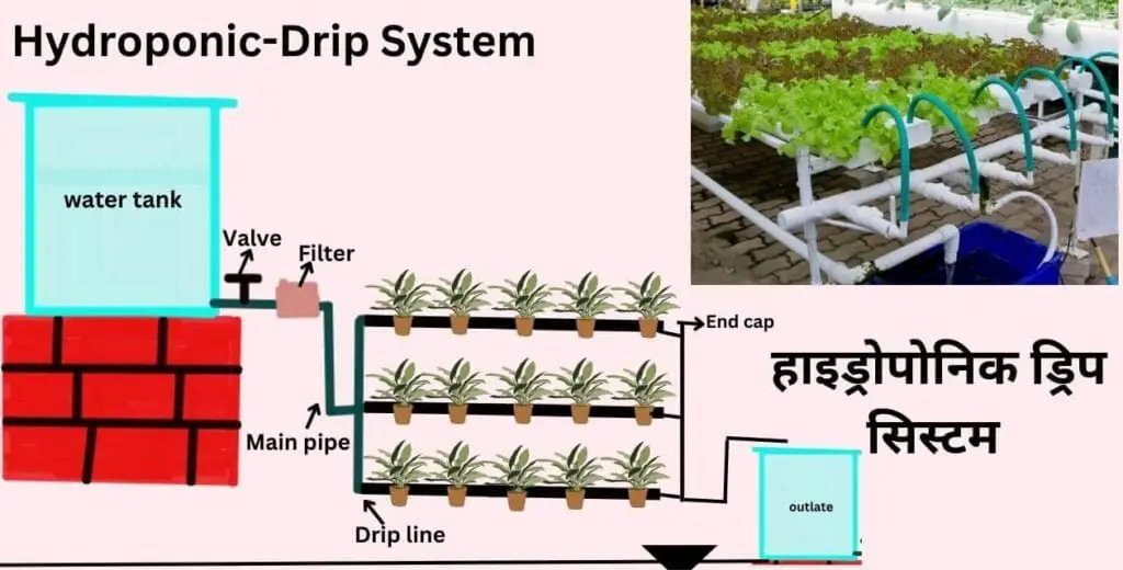 Hydroponic Farming:बिना मिट्टी के खेती | सुबह लगाए सब्जी और शाम कमाए मनी | 4 hydroponic system - drip system