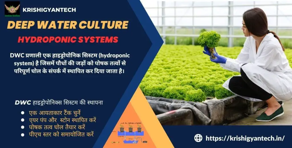 Deep Water Culture Hydroponic Systems | डीप वॉटर कल्चर हाइड्रोपोनिक्स सिस्टम:बीज से फसल तक | 1 deep water system-hydroponic system