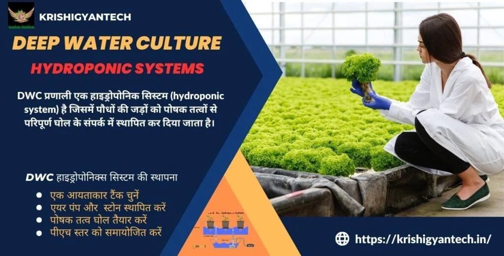 Deep Water Culture Hydroponic Systems | डीप वॉटर कल्चर हाइड्रोपोनिक्स सिस्टम:बीज से फसल तक | 1 deep water system-hydroponic system