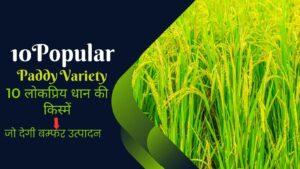 Read more about the article 10 लोकप्रिय धान की किस्में, जो देगी बम्फर उत्पादन |10 Popular Paddy Variety.