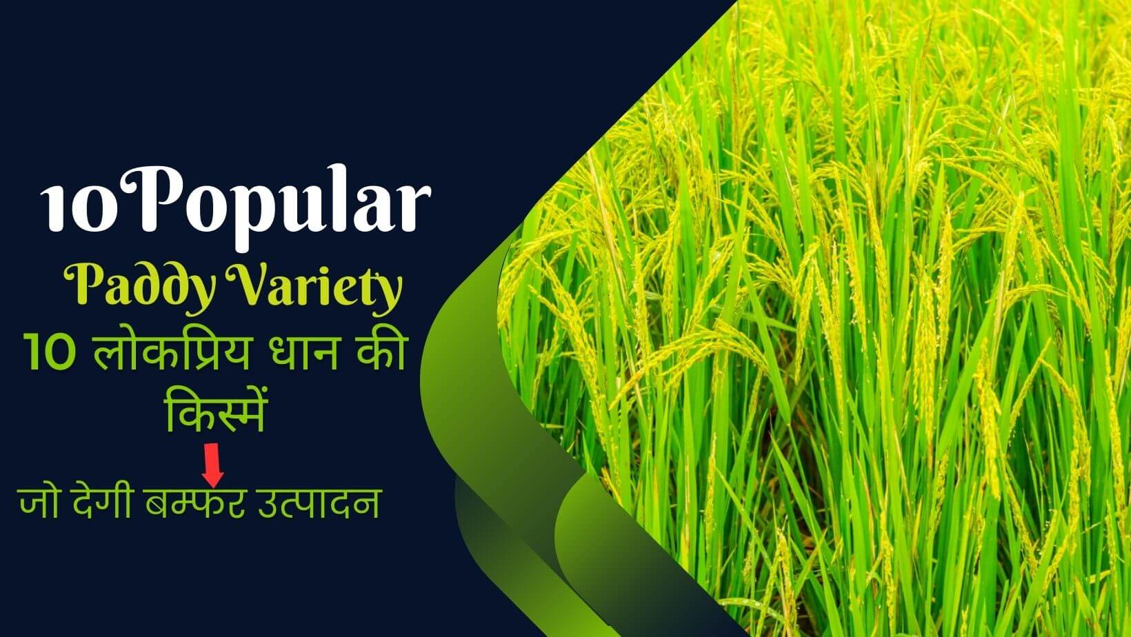 Read more about the article 10 लोकप्रिय धान की किस्में, जो देगी बम्फर उत्पादन |10 Popular Paddy Variety.