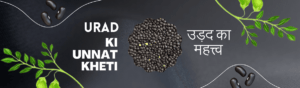 Read more about the article Urad ki Unnat Kheti | उड़द की खेती.