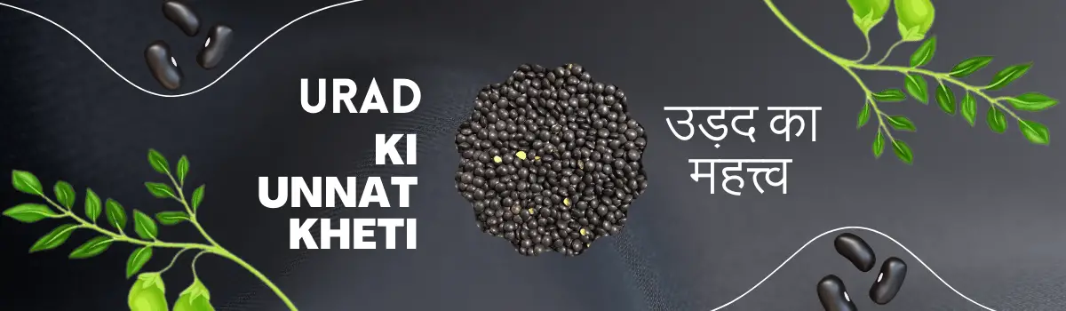 Read more about the article Urad ki Unnat Kheti | उड़द की खेती.