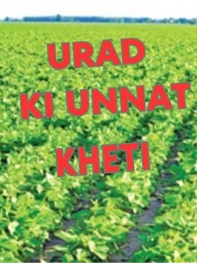 urad farming