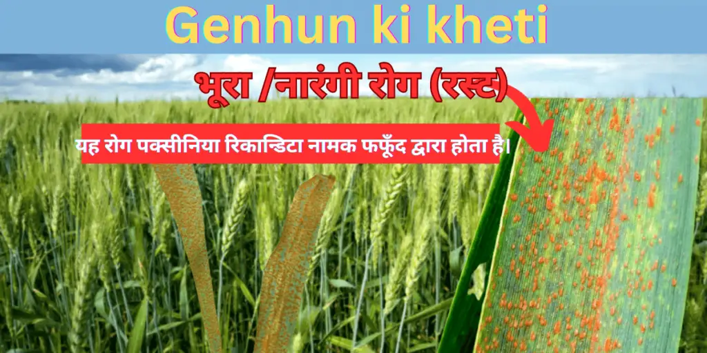 Genhun ki kheti : समृद्ध फसल के लिए आधुनिक तकनीक | 1 Genhun ki kheti 1