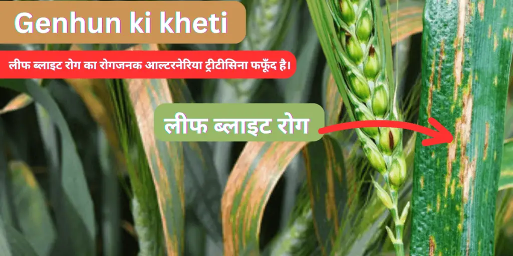 Genhun ki kheti : समृद्ध फसल के लिए आधुनिक तकनीक | 3 Genhun ki kheti 2 1 1