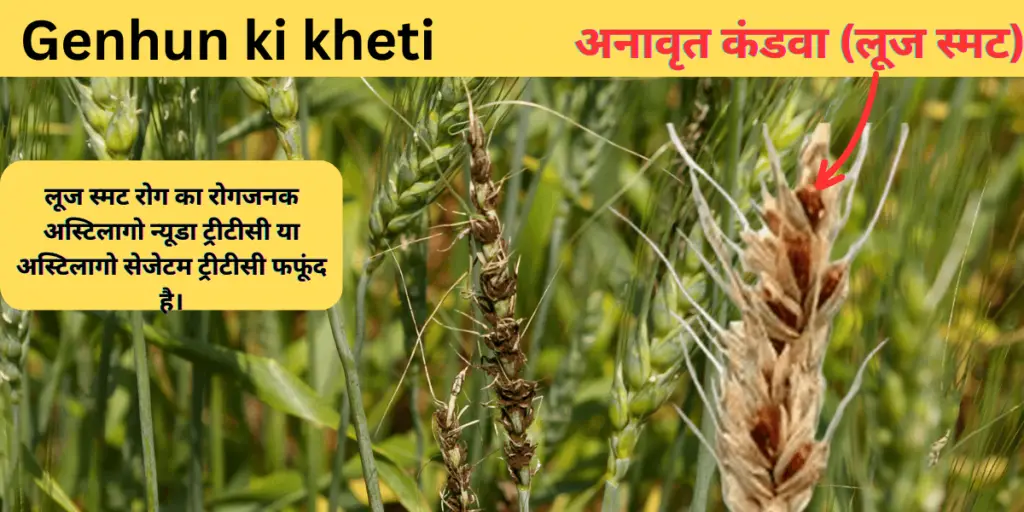 Genhun ki kheti : समृद्ध फसल के लिए आधुनिक तकनीक | 2 Genhun ki kheti 2 1