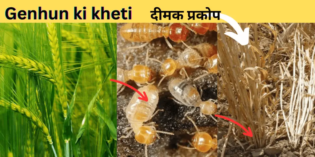 Genhun ki kheti : समृद्ध फसल के लिए आधुनिक तकनीक | 4 Genhun ki kheti 2 1 2