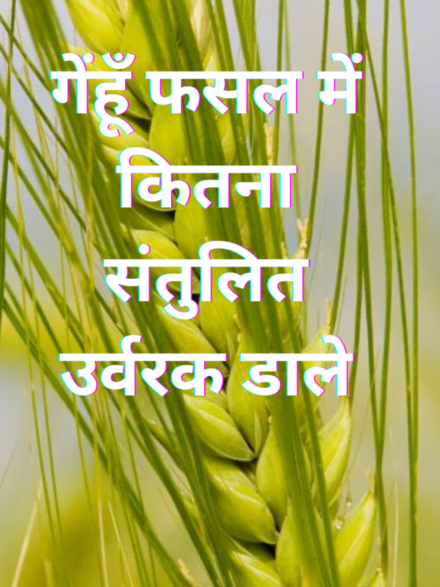 Read more about the article गेंहूँ फसल में कितना संतुलित उर्वरक डाले ?
