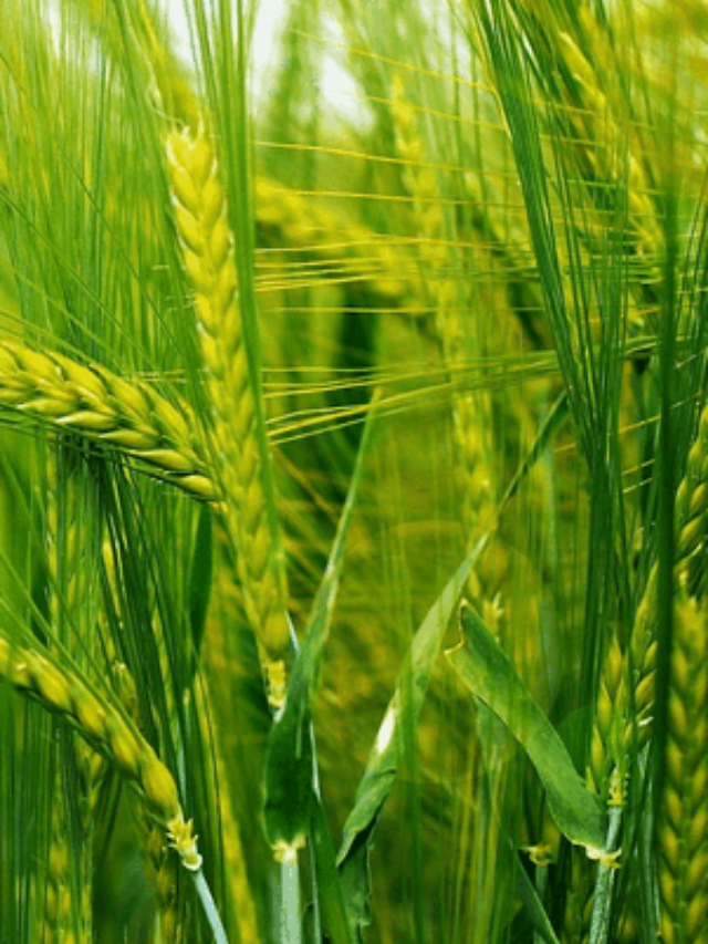 Read more about the article गेहूं फसल की सिंचाई कब करनी चाहिए।