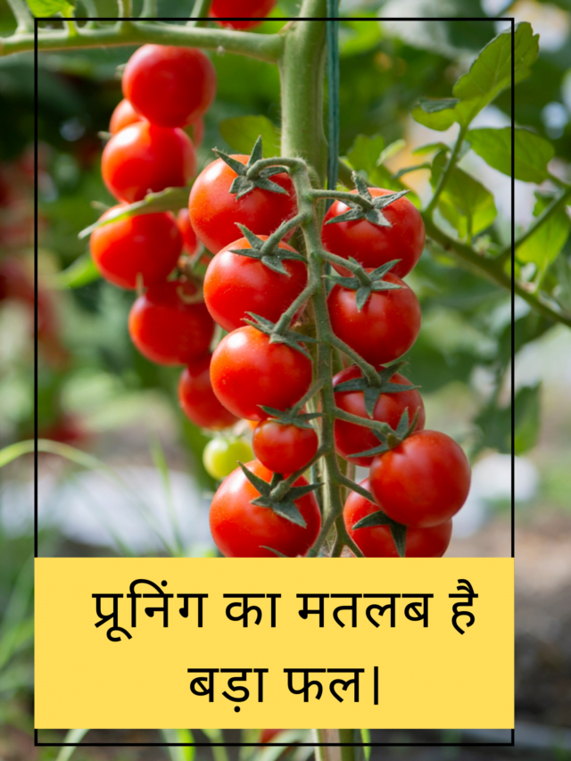 Read more about the article प्रूनिंग का मतलब है बड़ा फल।