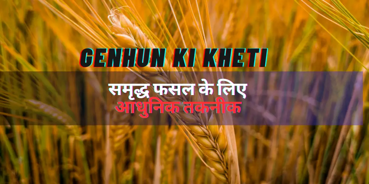 Read more about the article Genhun ki kheti : समृद्ध फसल के लिए आधुनिक तकनीक |