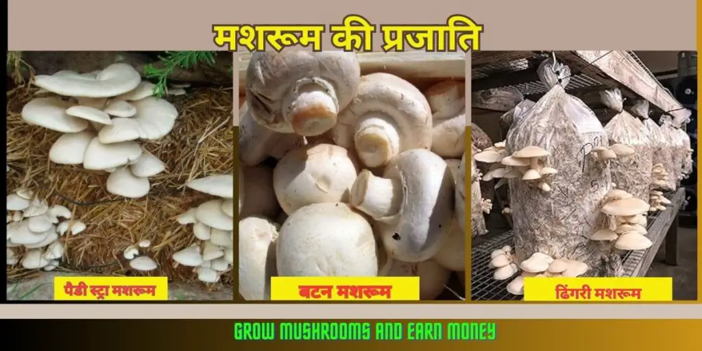 Mushroom kaise Ugayen! 1 Grow Mushrooms and Earn Money