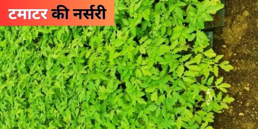 tamatar ki kheti | टमाटर की उन्नत खेती | 2 Tamatar ki kheti