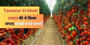 Read more about the article tamatar ki kheti | टमाटर की उन्नत खेती |