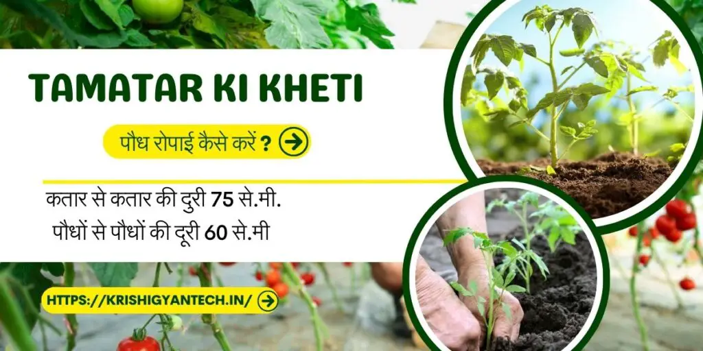 tamatar ki kheti | टमाटर की उन्नत खेती | 3 Tamatar ki kheti