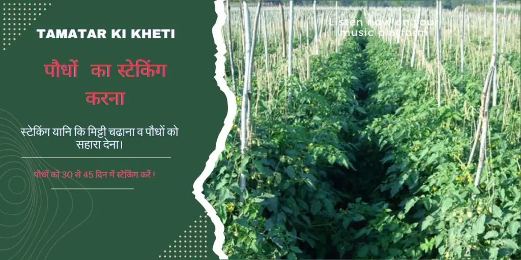 tamatar ki kheti | टमाटर की उन्नत खेती | 4 Tamatar ki kheti