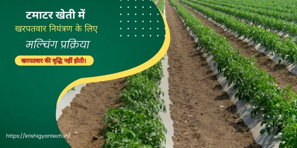 tamatar ki kheti | टमाटर की उन्नत खेती | 5 Tamatar ki kheti