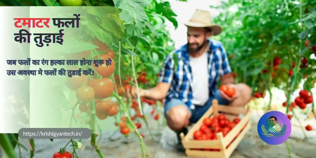 tamatar ki kheti | टमाटर की उन्नत खेती | 6 Tamatar ki kheti