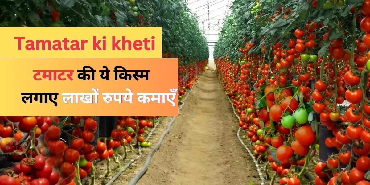 Read more about the article tamatar ki kheti | टमाटर की उन्नत खेती |
