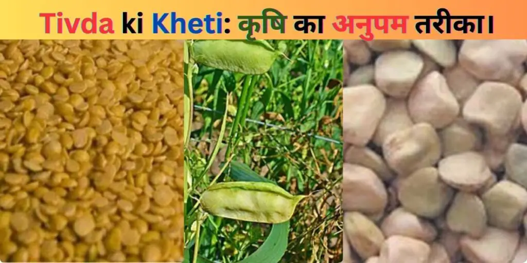 Tivda ki Kheti: कृषि का अनुपम तरीका। 1 Tivda-ki-Kheti