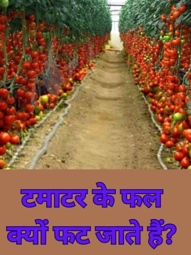 Read more about the article Why do tomato fruits burst?