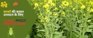 Read more about the article सरसों की बम्फर उत्पादन के लिए पौध संरक्षण (plant protection) के उपाय।