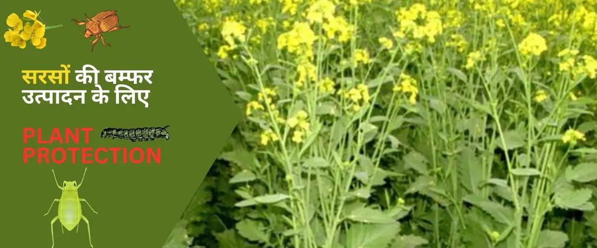 Read more about the article सरसों की बम्फर उत्पादन के लिए पौध संरक्षण (plant protection) के उपाय।