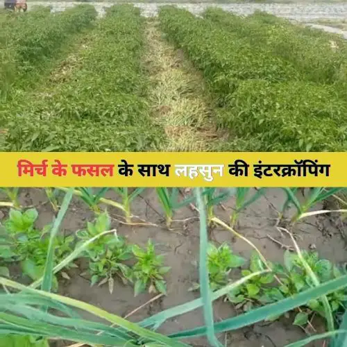 Mirch Fasal ke sath intercropping se lakhon kamayen. 2 Mirch Fasal ke sath intercropping (1)