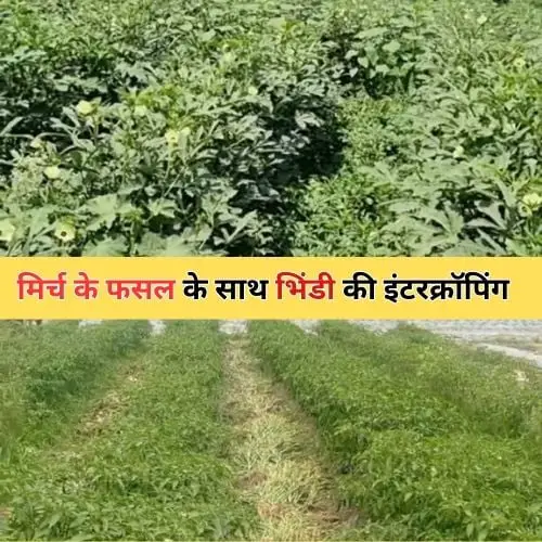 Mirch Fasal ke sath intercropping se lakhon kamayen. 1 Mirch Fasal ke sath intercropping (1)